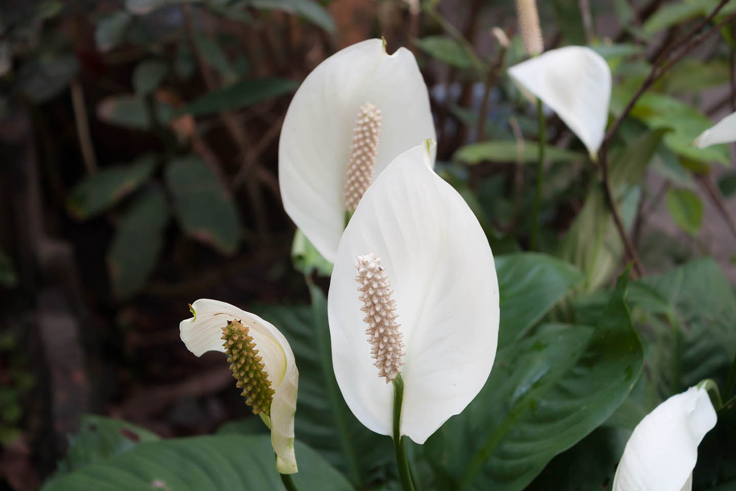 Beautiful white spathiphyllum flower(Peace Lily) in garden